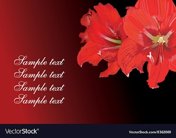 Red Lily Design with Text Space vector image
