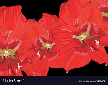Red Lily Floral Background vector image