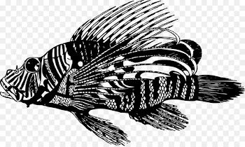 Red lionfish Clip art Vector graphics Openclipart Illustration -  