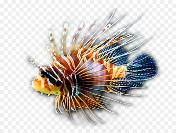 Red lionfish Clownfish Coral reef Tropical fish - conch 