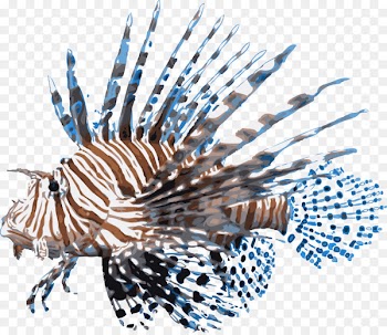 Red lionfish Desktop Wallpaper Scorpionfish - marine fish 