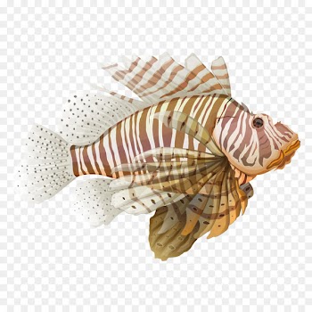 Red lionfish Spotfin lionfish Illustration - Princess Fish 