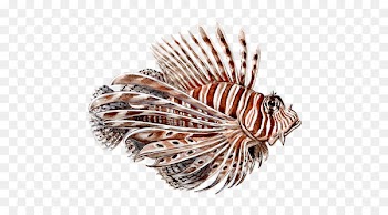 Red lionfish Spotfin lionfish - lion fish 