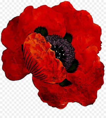 RED.M -  