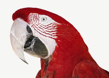 Red Macaw bird collage element | Free PSD - rawpixel