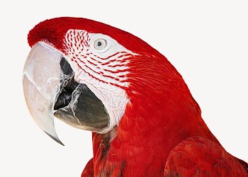 Red Macaw bird isolated design | Free Photo - rawpixel