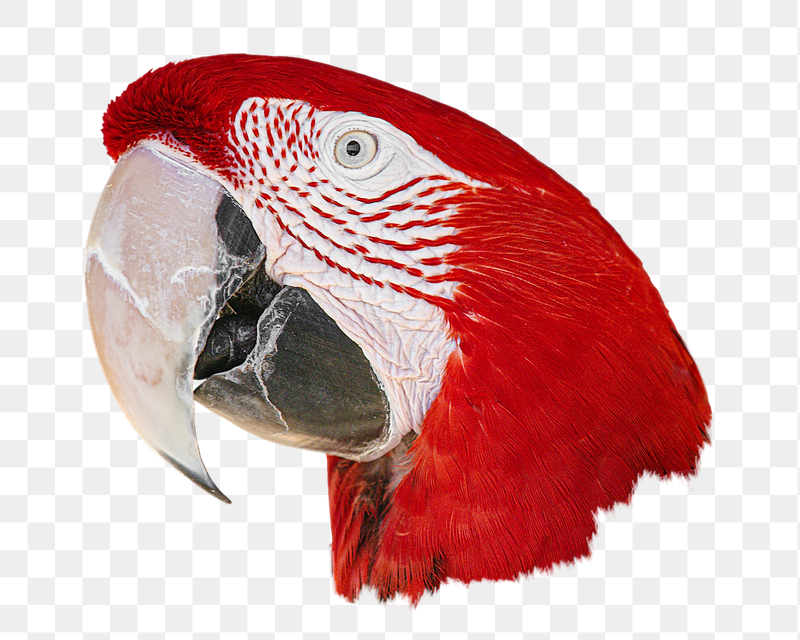 Red Macaw bird png sticker, | Free PNG - rawpixel