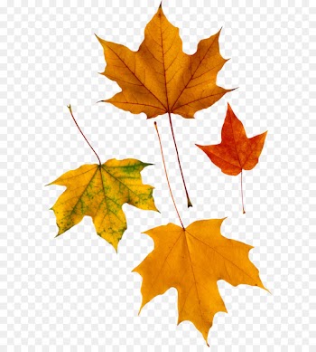 Red maple Autumn leaf color - autumn PNG leaf 
