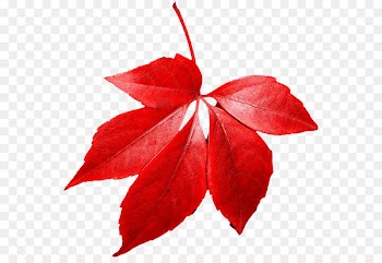 Red maple Autumn leaf color - Red Autumn Png Leaf 