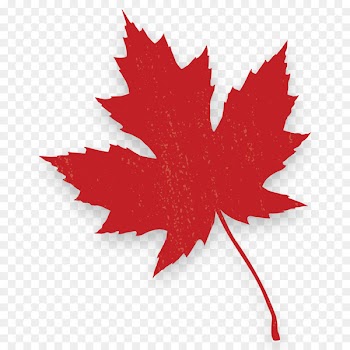 Red maple Canada Maple leaf Autumn leaf color - a bunch of maple leaves 