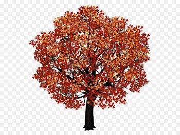 Red maple Japanese maple Autumn leaf color Clip art - Red Maple Tree PNG Clipart Picture 