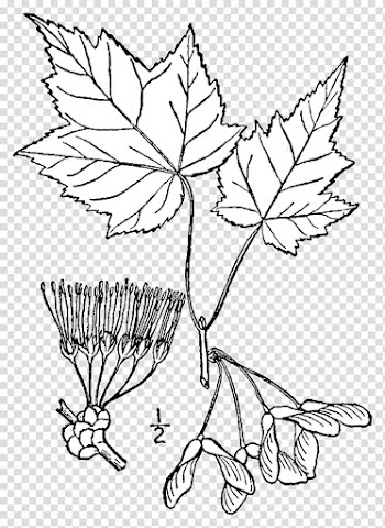 Red maple Japanese maple Sugar maple Maple leaf Silver maple, acer palmatum thunb transparent background PNG clipart