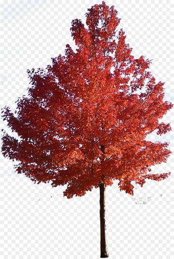 Red maple Japanese maple Sugar maple Tree Clip art - trees 