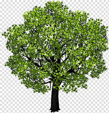 Red maple Japanese maple Tree Maple leaf , Tall tree transparent background PNG clipart