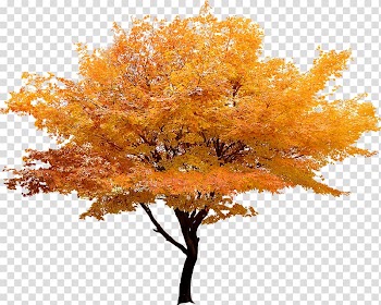 Red maple Japanese maple Tree Maple leaf, Yellow trees landscape Korea transparent background PNG clipart