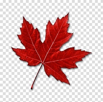 Red maple leaf, Canada Maple leaf , Red maple leaf transparent background PNG clipart