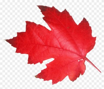 Red Maple Leaf Png
