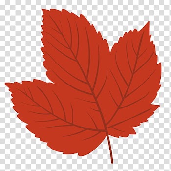 Red maple leaf transparent background PNG clipart