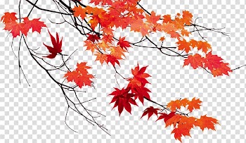 Red maple leaves illustration, Autumn leaf color Maple leaf, Autumn leaves beautiful maple leaf transparent background PNG clipart
