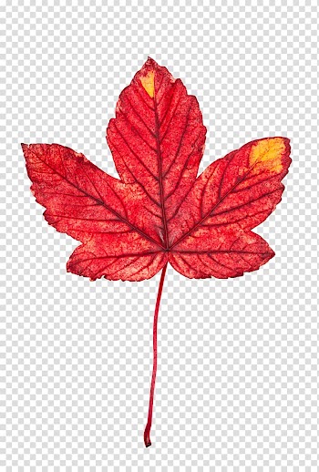 Red maple leaves transparent background PNG clipart
