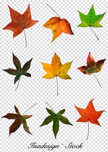 Red maple Maple leaf Autumn leaf color, Red Maple Leaf transparent background PNG clipart