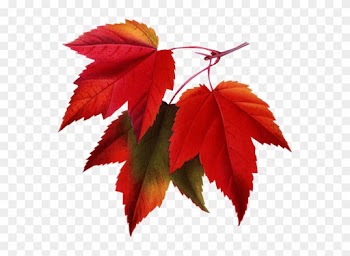 Red Maple Maple Leaf Clip Art - Red Maple Maple Leaf Clip Art