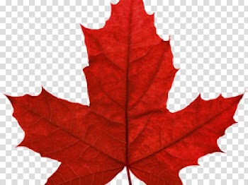Red maple Maple leaf Japanese maple Autumn leaf color , incuse maple leaf transparent background PNG clipart