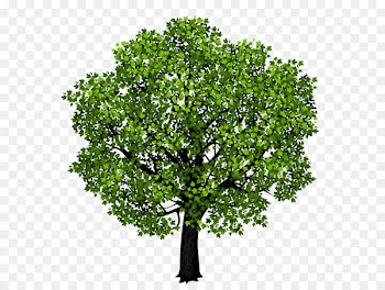 Red maple Maple leaf Pacific Smile Dental Clinic - Green Maple Tree PNG Clipart Picture 