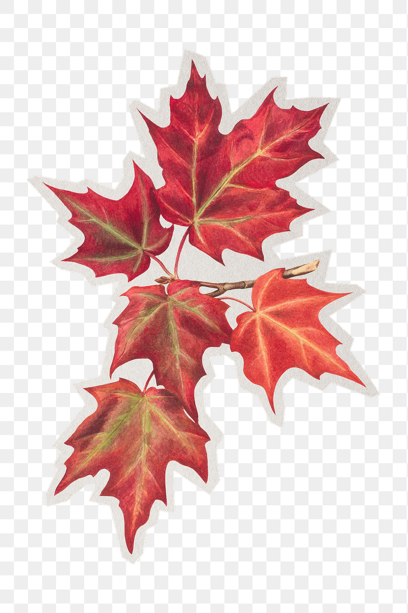 Red maple png sticker, paper | Free PNG - rawpixel