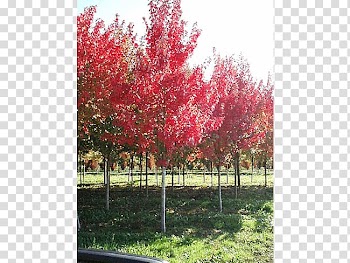 Red maple Silver maple Japanese maple Sugar maple Acer freemanii, deciduous specimens transparent background PNG clipart