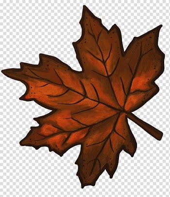 Red maple Sugar maple Maple leaf , maple leaf transparent background PNG clipart