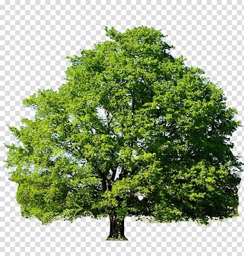 Red maple Sugar maple Tree Japanese maple Quercus shumardii, tree transparent background PNG clipart