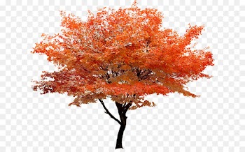 Red maple Tree Clip art - Autumn red tree stands scenery 