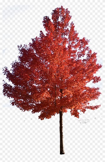 Red Maple Tree Clipart Png - Japanese Maple Tree Png