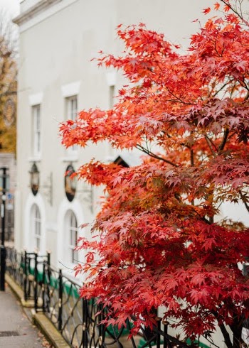 Red Maple Tree Near White Concrete Building · Free Stock Photo
