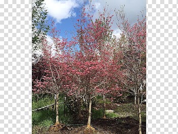 Red maple Tree Shrub Deciduous Evergreen, deciduous specimens transparent background PNG clipart