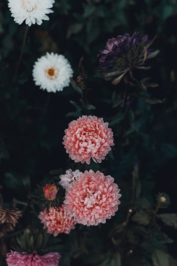 Red Marigold Flower