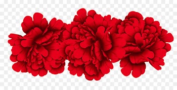 Red Moutan peony - Peony 
