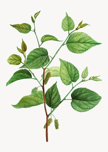 Red mulberry branch | Free stock vector - 568664