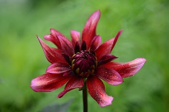 Red Multipetal Flower
