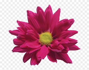 Red Mum Flower Clip Art - My First Book Of French Words
