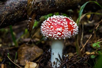 Red Mushroom