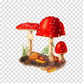 Red mushroom , Amanita muscaria Edible mushroom Watercolor painting, Red Mushroom transparent background PNG clipart