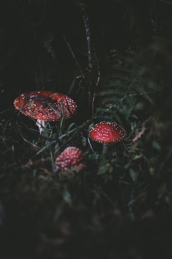 red mushroom at night