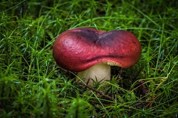 Red Mushroom Close-up Photo