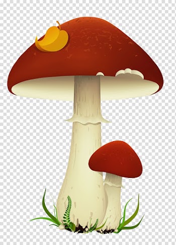 Red mushroom illustration, Mushroom , Fall Mushrooms transparent background PNG clipart