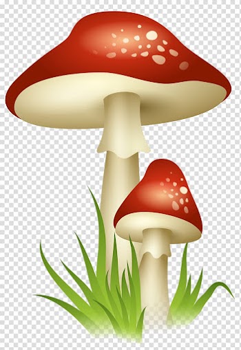 Red mushroom illustration, Mushroom , Mushrooms transparent background PNG clipart