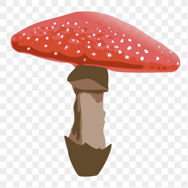 Red mushroom png sticker, vegetable | Free PNG - rawpixel
