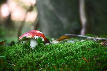Red Mushroom Toadstool