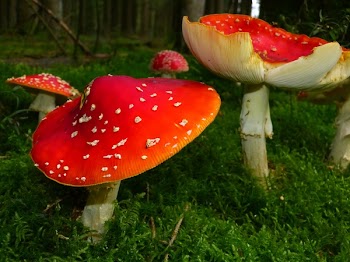 Red Mushrooms Surrounded by Green Grass